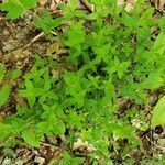 Galium circaezans leaf picture by Erin Froehlich (cc-by-sa)