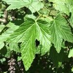 Ribes magellanicum leaf picture by Daniel Barthelemy (cc-by-nc)