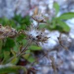 Potentilla caulescens fruit picture by Llandrich anna (cc-by-sa)