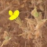 Ononis pubescens habit picture by Maarten Vanhove (cc-by-sa)