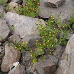 Tagetes multiflora habit picture by Fabien Anthelme (cc-by-sa)