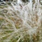 Stipa pennata leaf picture by Sylvain Dubief (cc-by-sa)