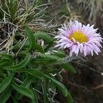 Erigeron uniflorus flower picture by mike (cc-by-sa)