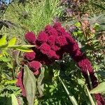 Amaranthus caudatus flower picture by jean paul hirsch (cc-by-sa)