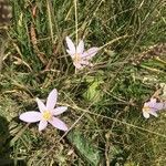 Colchicum alpinum habit picture by Emmanuelle Chat (cc-by-sa)