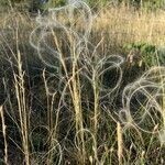 Stipa pennata habit picture by Dan Castello (cc-by-sa)