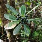 Chassalia gaertneroides fruit picture by Patrick Mussard (cc-by-sa)