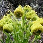 Senecio isabelis flower picture by Fabien Anthelme (cc-by-sa)