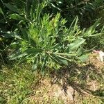 Oenothera lindheimeri habit picture by Giovanni Vannacci (cc-by-sa)