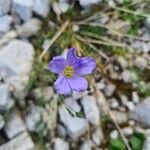 Linum alpinum flower picture by Simon Brumby (cc-by-sa)