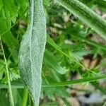 Tephroseris longifolia leaf picture by Jani Zadrgal (cc-by-sa)