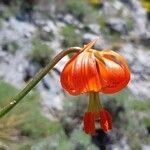 Lilium pomponium flower picture by ludo mdn (cc-by-sa)