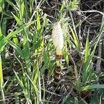 Equisetum fluviatile flower picture by Dino (cc-by-sa)