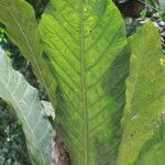 Anthurium salvinii leaf picture by Hervé Goëau (cc-by-sa)