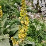 Verbascum longifolium flower picture by Pazzaglia Aron (cc-by-sa)