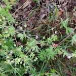 Geranium pusillum habit picture by Sabina Hartmann (cc-by-sa)