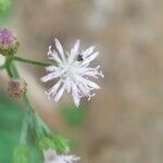 Cyanthillium cinereum flower picture by Rajendra Rajendra Choure (cc-by-sa)