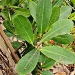 Ficus concinna leaf picture by Dieter Albrecht (cc-by-sa)