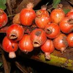 Renealmia alpinia fruit picture by Nelson Zamora Villalobos (cc-by-nc)