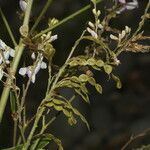 Desmodium cajanifolium flower picture by Nelson Zamora Villalobos (cc-by-nc)