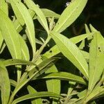 Cuphea epilobiifolia leaf picture by Nelson Zamora Villalobos (cc-by-nc)