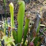 Sarracenia minor leaf picture by Erika Lozano (cc-by-sa)