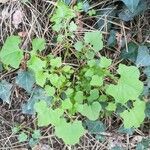 Lactuca muralis habit picture by chantal c (cc-by-sa)