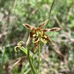 Fritillaria atropurpurea flower picture by Ashley Scholer (cc-by-sa)