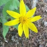 Arnica cordifolia flower picture by LadyLily (cc-by-sa)