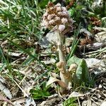 Petasites paradoxus habit picture by francois tissot (cc-by-sa)