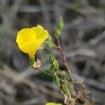 Linum tenue flower picture by Acosta García Isabel (cc-by-sa)