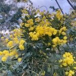 Acacia baileyana flower picture by Patrick Doyle (cc-by-sa)