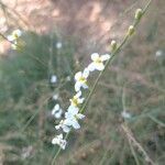 Crambe filiformis flower picture by Vera Noe (cc-by-sa)