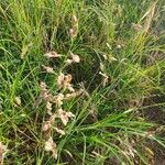 Eragrostis superba habit picture by susan brown (cc-by-sa)