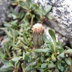 Senecio algens habit picture by Fabien Anthelme (cc-by-sa)