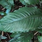 Spathiphyllum friedrichsthalii leaf picture by Daniel Barthelemy (cc-by-sa)