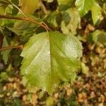 Betula occidentalis leaf picture by Dane Rob (cc-by-sa)