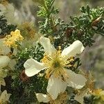 Purshia stansburiana flower picture by Daniel Barthelemy (cc-by-nc)