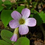 Oxalis violacea flower picture by K O (cc-by-sa)