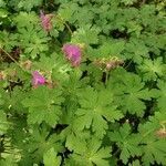 Geranium macrorrhizum habit picture by zmei (cc-by-sa)