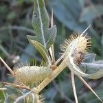 Xanthium spinosum fruit picture by Stefana Popova (cc-by-sa)