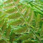 Dryopteris dilatata flower picture by Pierre LEON (cc-by-sa)