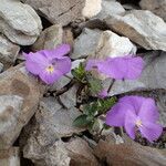 Viola cenisia habit picture by Sylvain Piry (cc-by-sa)