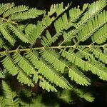 Vachellia collinsii leaf picture by Nelson Zamora Villalobos (cc-by-nc)