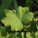 Rubus alceifolius leaf picture by P. Bonnet (cc-by-sa)