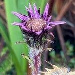 Oritrophium peruvianum flower picture by Fabien Anthelme (cc-by-sa)