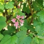 Ribes sanguineum flower picture by Christian Skala (cc-by-sa)