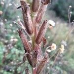 Oenothera biennis fruit picture by Cristian Zanella Cristian Zanella (cc-by-sa)