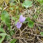 Viola hirta flower picture by Paul Thiry (cc-by-sa)