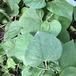 Aristolochia tomentosa leaf picture by DD S. (cc-by-sa)